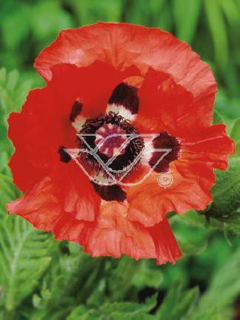 Mak wschodni Papaver orientale