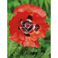 Mak wschodni Papaver orientale