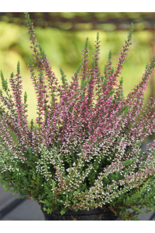 Wrzos 'Larysa' Calluna vulgaris