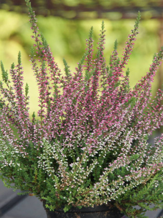 Wrzos 'Larysa' Calluna vulgaris