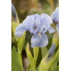 Kosaciec niski 'Blue Denim' Iris pumila