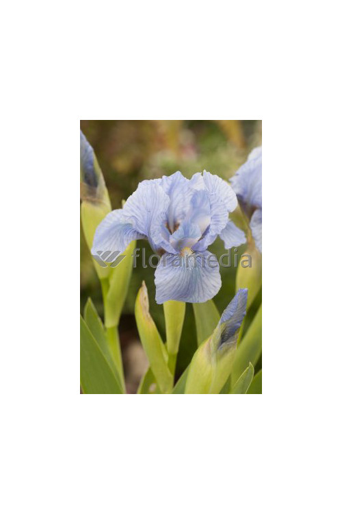 Kosaciec niski 'Blue Denim' Iris pumila