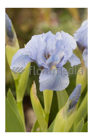 Kosaciec niski 'Blue Denim' Iris pumila