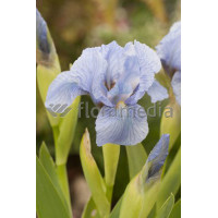 Kosaciec niski 'Blue Denim' Iris pumila