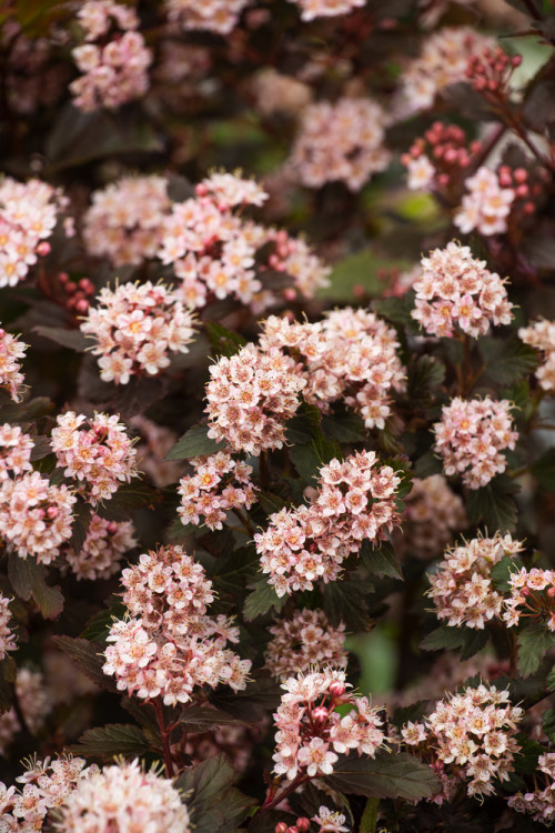 Pęcherznica kalinolistna 'Little Joker' Physocarpus opulifolius