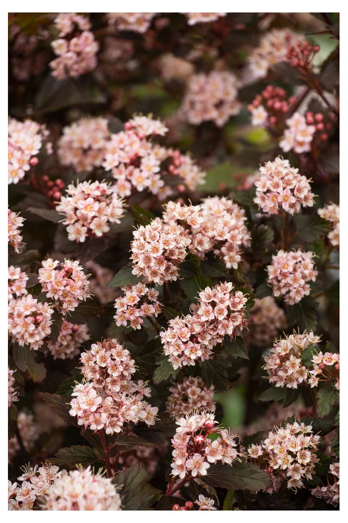 Pęcherznica kalinolistna 'Little Joker' Physocarpus opulifolius