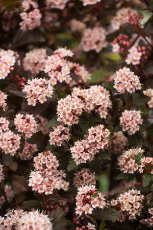 Pęcherznica kalinolistna 'Little Joker' Physocarpus opulifolius