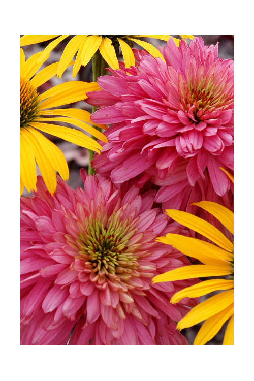 Jeżówka 'Pink Poodle' Echinacea