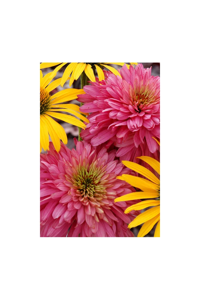 Jeżówka 'Pink Poodle' Echinacea