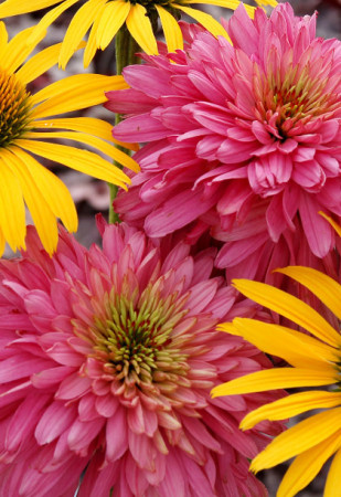 Jeżówka 'Pink Poodle' Echinacea