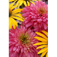 Jeżówka 'Pink Poodle' Echinacea