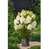 Hortensja bukietowa 'Polar Bear' | Hydrangea paniculata