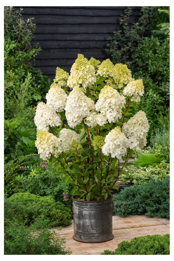 Hortensja bukietowa 'Polar Bear' | Hydrangea paniculata