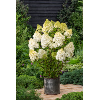 Hortensja bukietowa 'Polar Bear' | Hydrangea paniculata