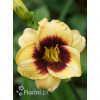 Liliowiec 'Witch Timble' Hemerocallis