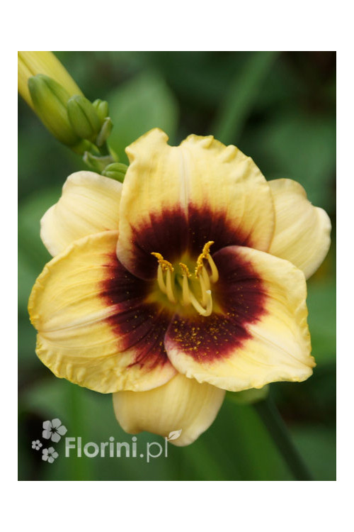 Liliowiec 'Witch Timble' Hemerocallis