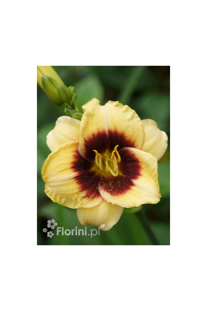 Liliowiec 'Witch Timble' Hemerocallis