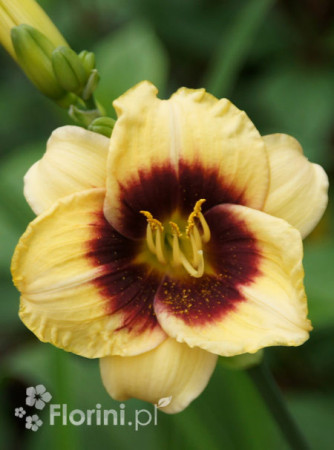 Liliowiec 'Witch Timble' Hemerocallis