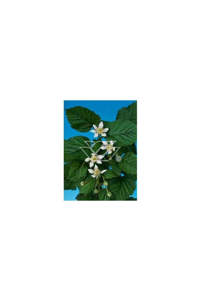 Malina płożąca Rubus calycinoides