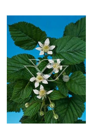 Malina płożąca Rubus calycinoides