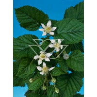Malina płożąca Rubus calycinoides