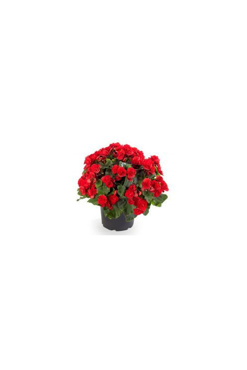 Begonia Solenia 'Red Orange'