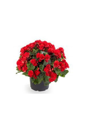 Begonia Solenia 'Red Orange'