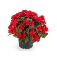 Begonia Solenia 'Red Orange'