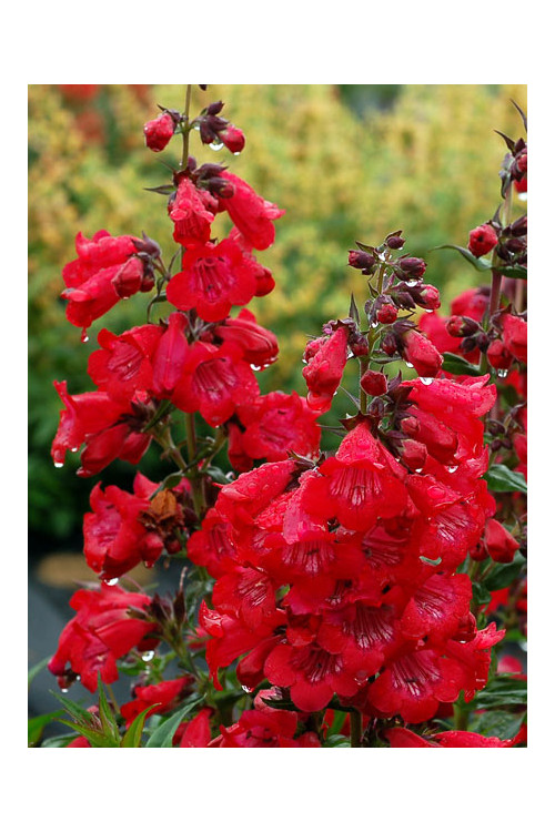 Penstemon 'Cha Cha Cherry' Penstemon