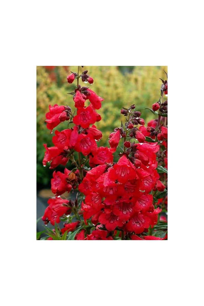 Penstemon 'Cha Cha Cherry' Penstemon