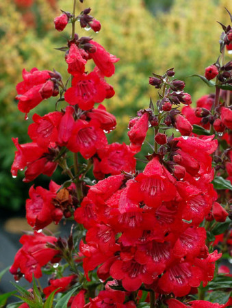 Penstemon 'Cha Cha Cherry' Penstemon