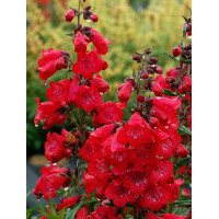 Penstemon 'Cha Cha Cherry' Penstemon