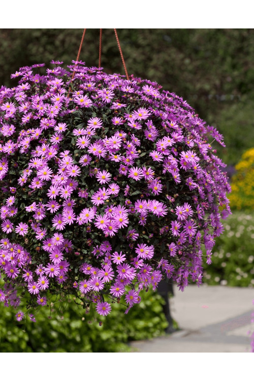 Czubatka ubiorkolistna, brachycome