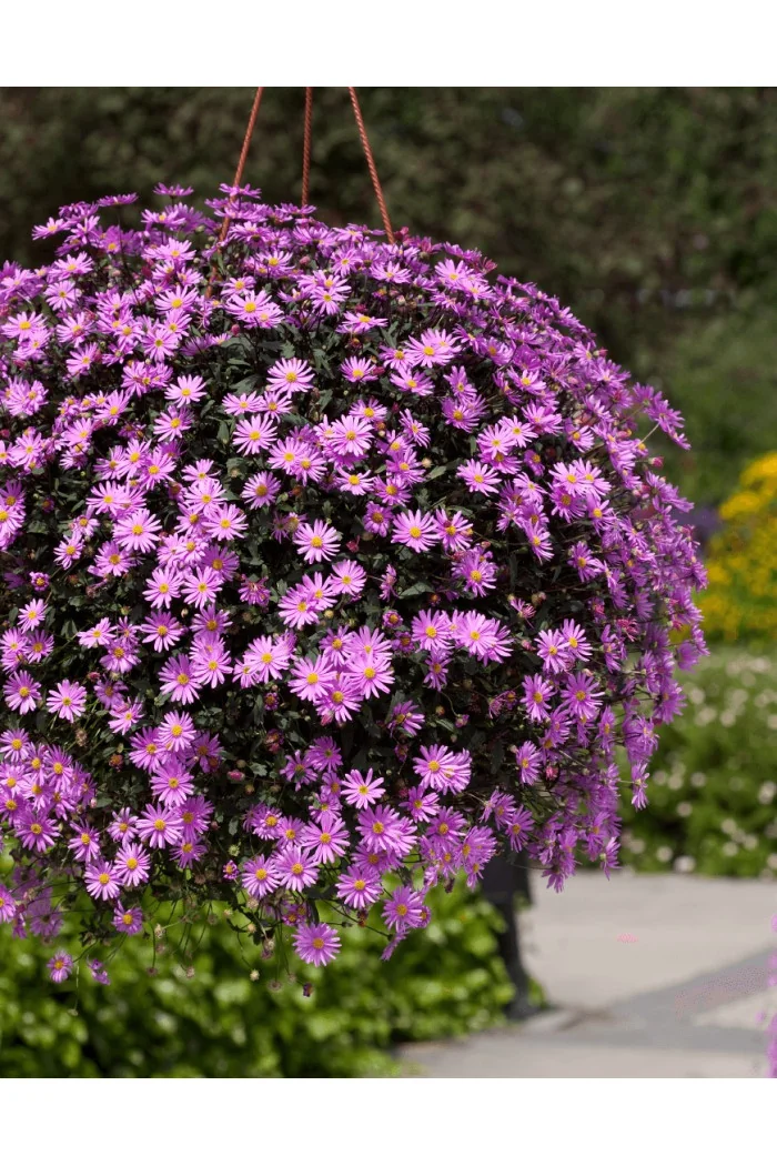 Czubatka ubiorkolistna, brachycome