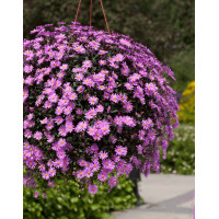 Czubatka ubiorkolistna, brachycome