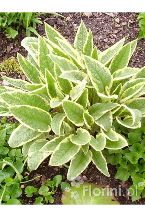 trędownik, Scrophularia