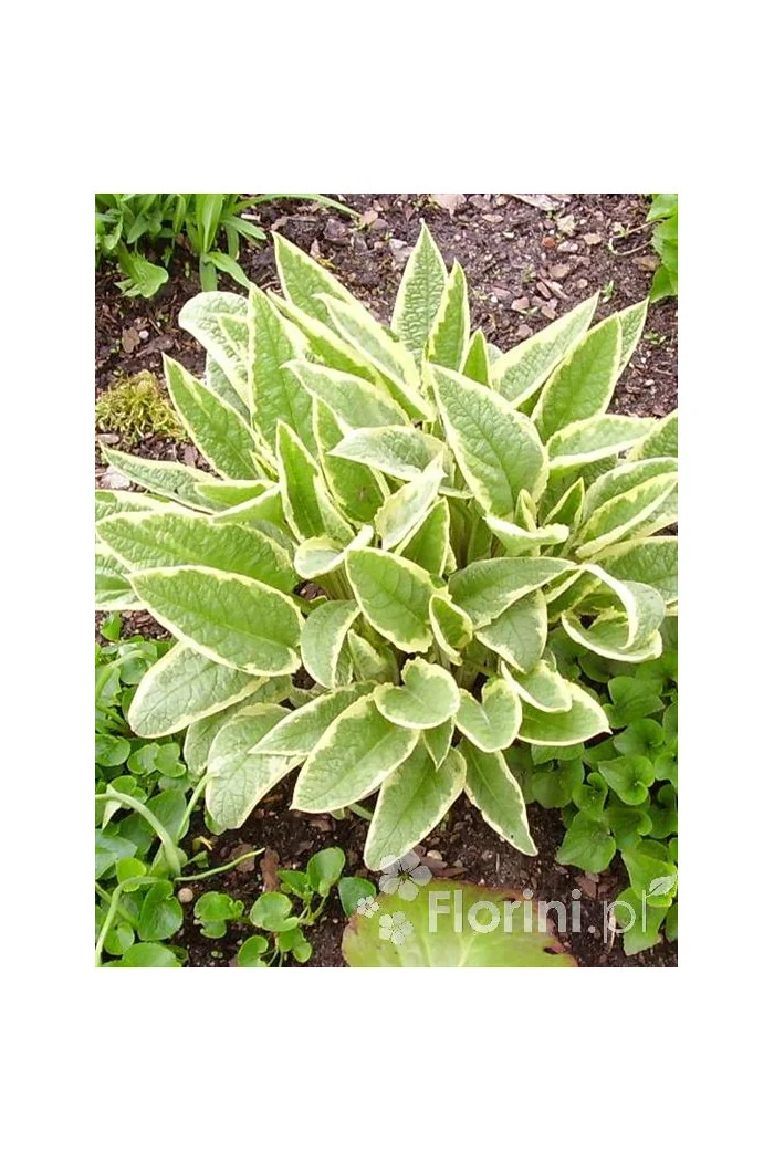 trędownik, Scrophularia