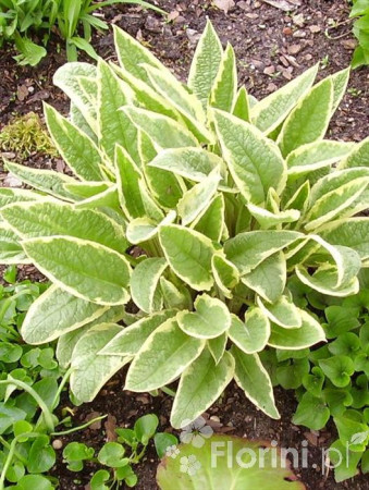 trędownik, Scrophularia