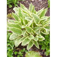 trędownik, Scrophularia