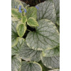 Brunnera 'King's Ransom' Brunnera