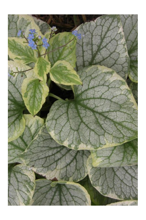 Brunnera 'King's Ransom' Brunnera