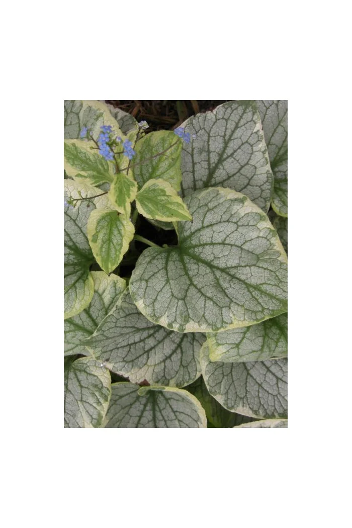 Brunnera 'King's Ransom' Brunnera
