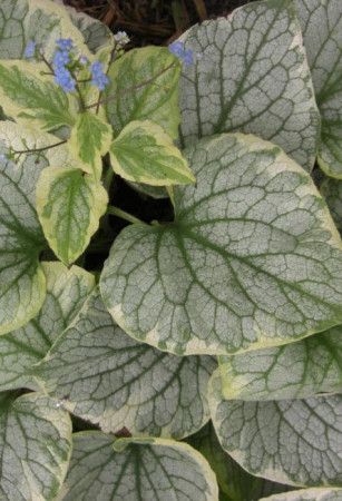 Brunnera 'King's Ransom' Brunnera