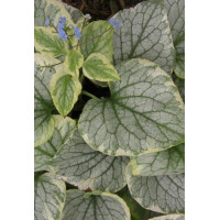 Brunnera 'King's Ransom' Brunnera