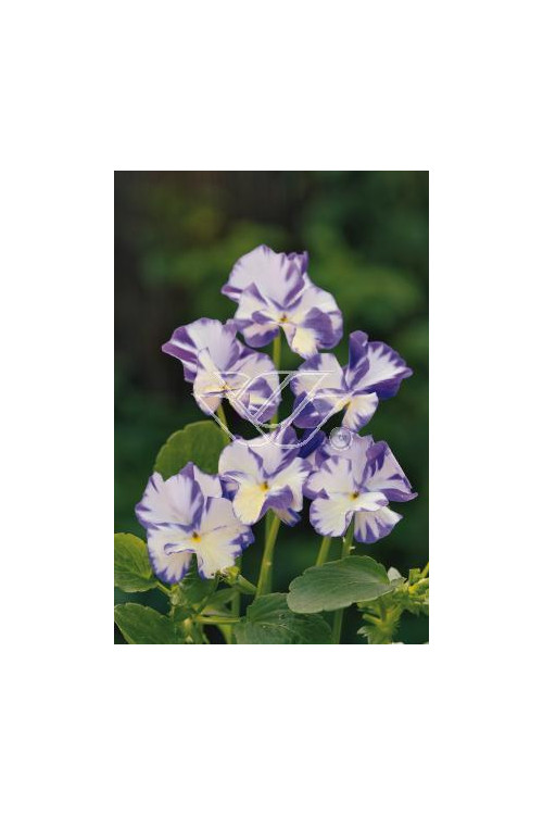 Fiołek 'Rebecca' Viola