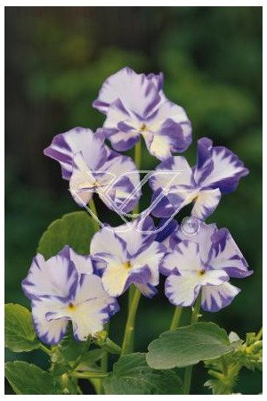Fiołek 'Rebecca' Viola