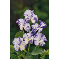 Fiołek 'Rebecca' Viola