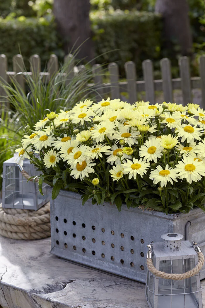 Złocień Ooh La Lacrème | Leucanthemum x superbum