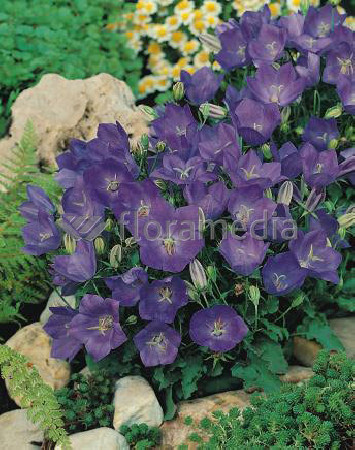 Dzwonek karpacki 'Blue Clips' Campanula carpatica