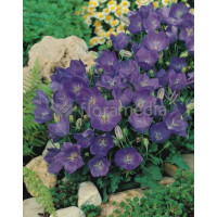 Dzwonek karpacki 'Blue Clips' Campanula carpatica
